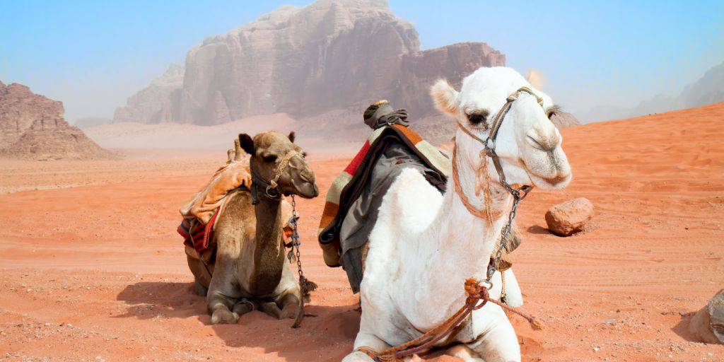 Aventúrate con este viaje a Jordania y el Mar Muerto. Descubre las joyas del país en Petra, el desierto de Lawrence de Arabia y Amman. 3
