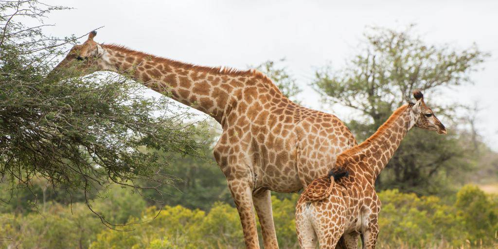 ¿Quién no desea recorrer los mejores parques de toda África? Con este viaje organizado a Tanzania y Kenia podrás hacer tus sueños realidad. 6