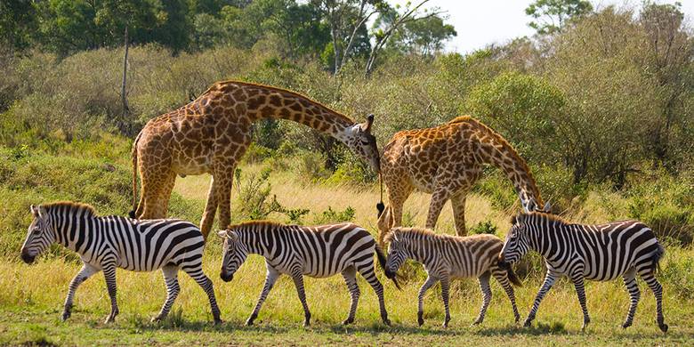 Safari organizado por Kenia durante 6 días