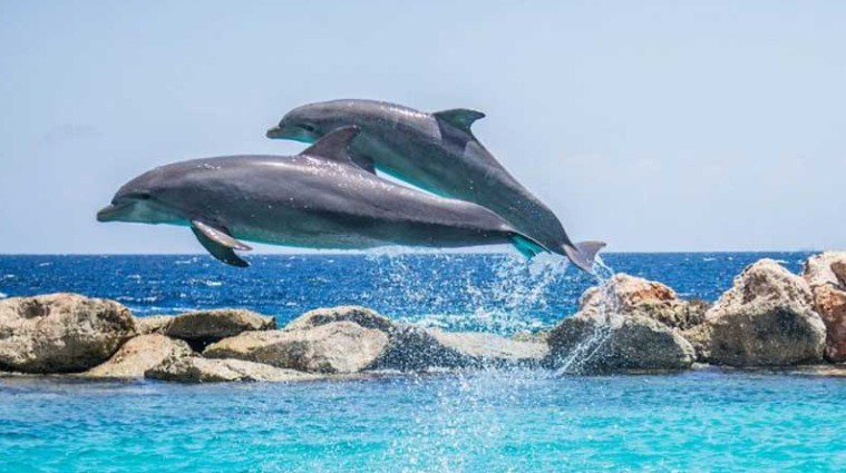 Delfines Bocas Del Toro