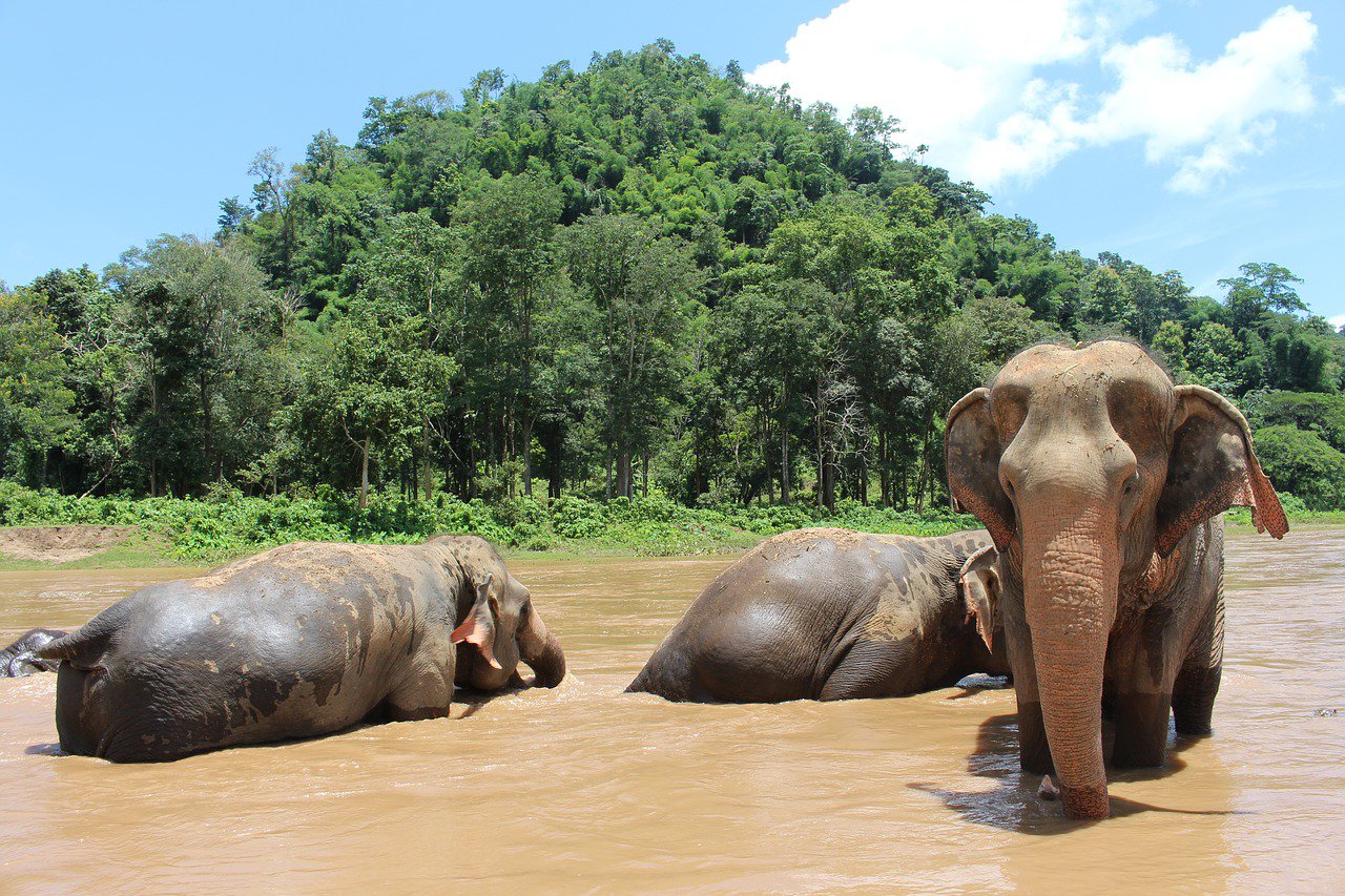 que ver en Chiang Mai - Santuario de elefantes